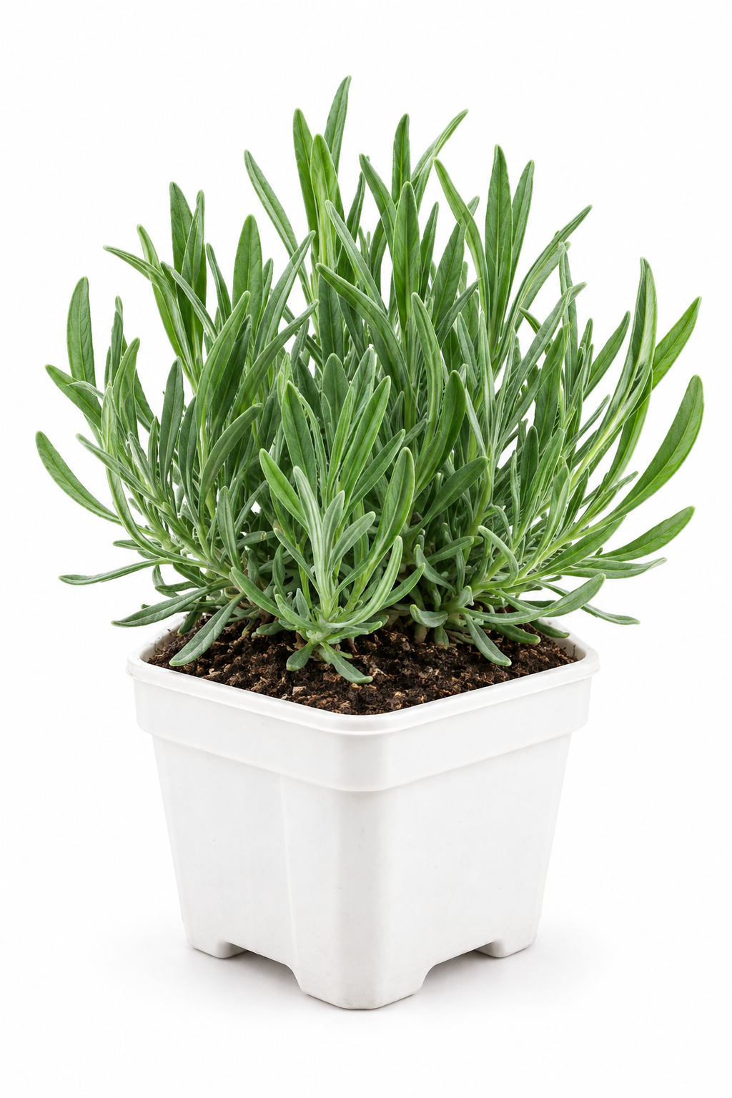 Lavendel ‘Hidcote’ 15–20 cm – Echter Lavendel, winterharte Duftpflanze für Garten, Balkon & Kübel