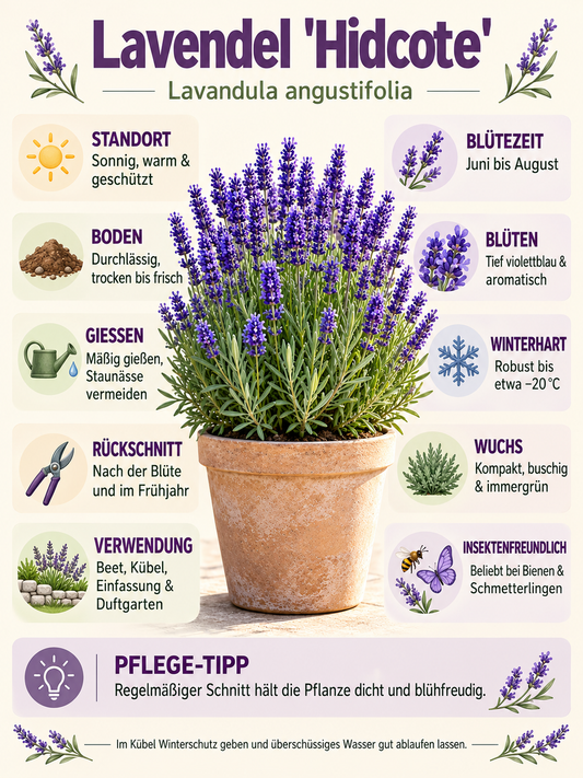 Lavendel ‘Hidcote’ 15–20 cm – Echter Lavendel, winterharte Duftpflanze für Garten, Balkon & Kübel
