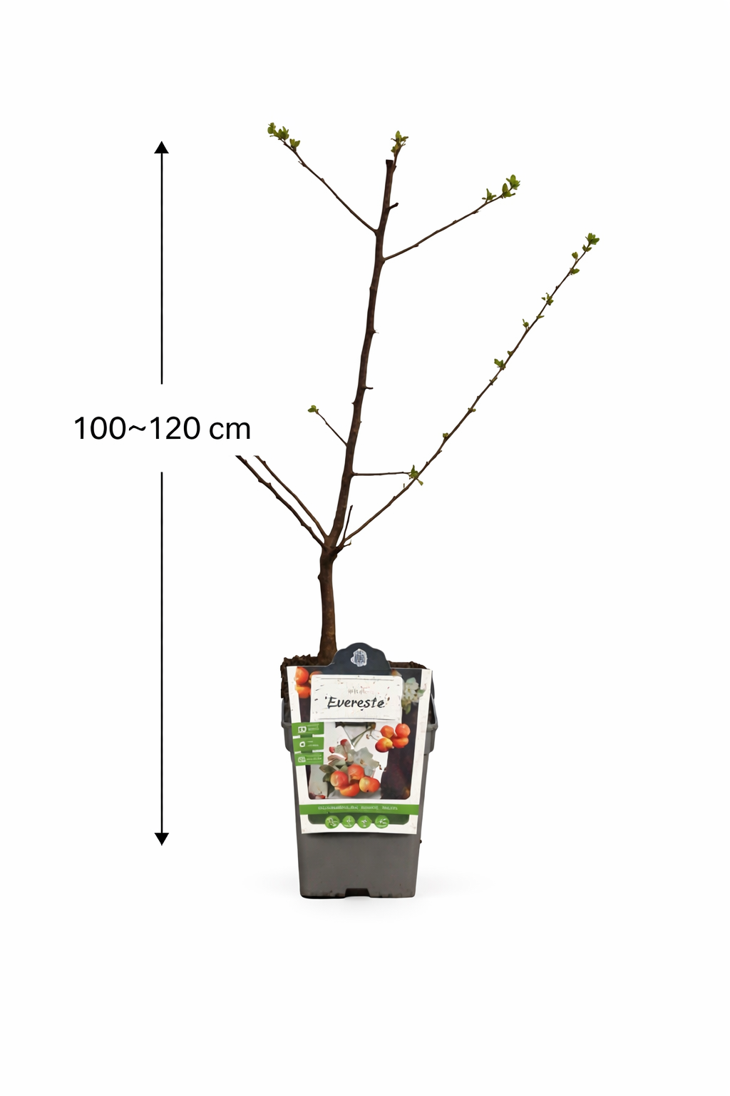 Okrasná jabloň 'Evereste' - Jabloň - Malus 'Evereste' - Jabloň