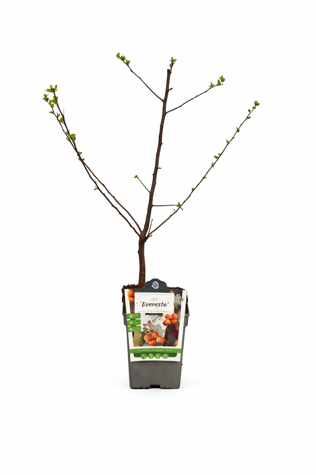 Okrasná jabloň 'Evereste' - Jabloň - Malus 'Evereste' - Jabloň