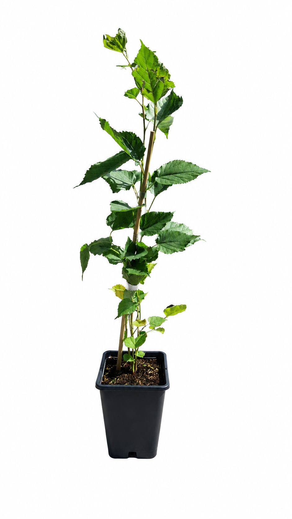 Moruše 'Mojo Berry' - zakrslá moruše - Morus rotundiloba 'Mojo Berry'