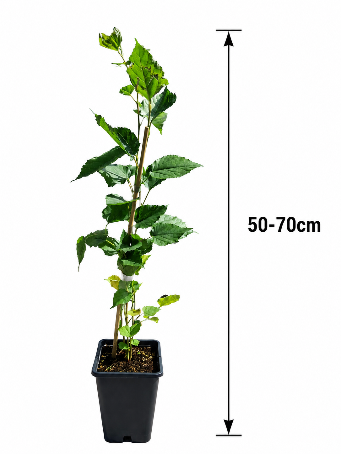 Moruše 'Mojo Berry' - zakrslá moruše - Morus rotundiloba 'Mojo Berry'