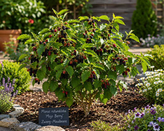 Maulbeere 'Mojo Berry' ca. 50 cm - Zwerg-Maulbeere - Morus rotundiloba 'Mojo Berry'