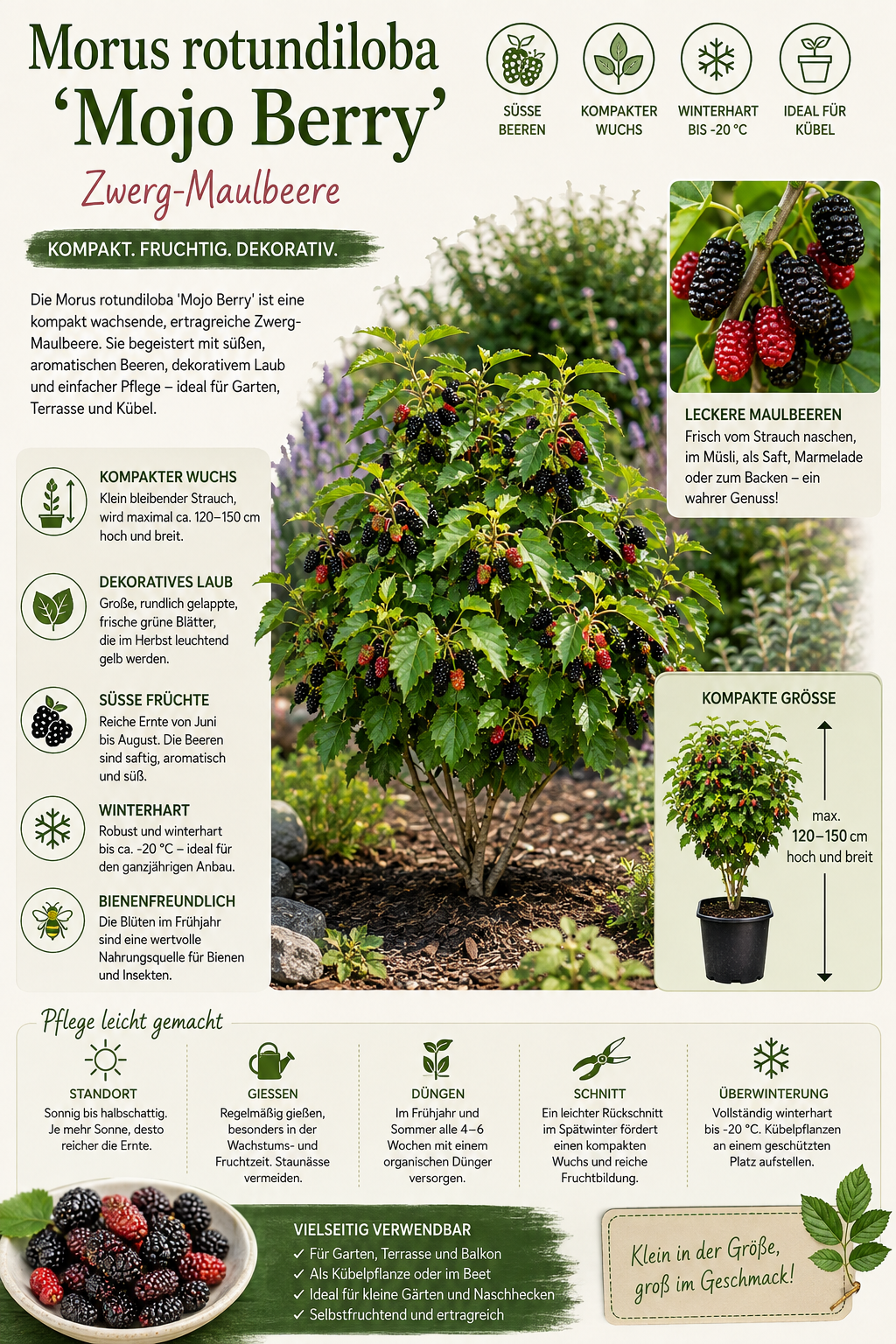 Moruše 'Mojo Berry' - zakrslá moruše - Morus rotundiloba 'Mojo Berry'