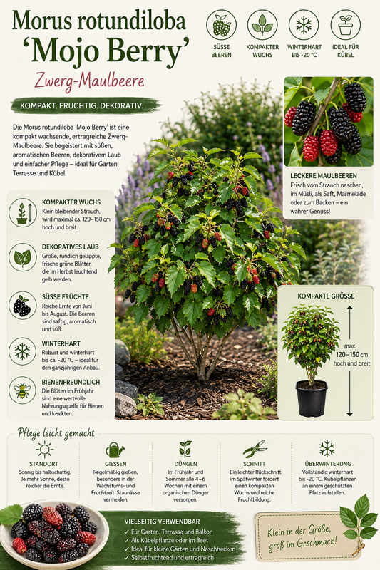 Maulbeere 'Mojo Berry' ca. 50 cm - Zwerg-Maulbeere - Morus rotundiloba 'Mojo Berry'