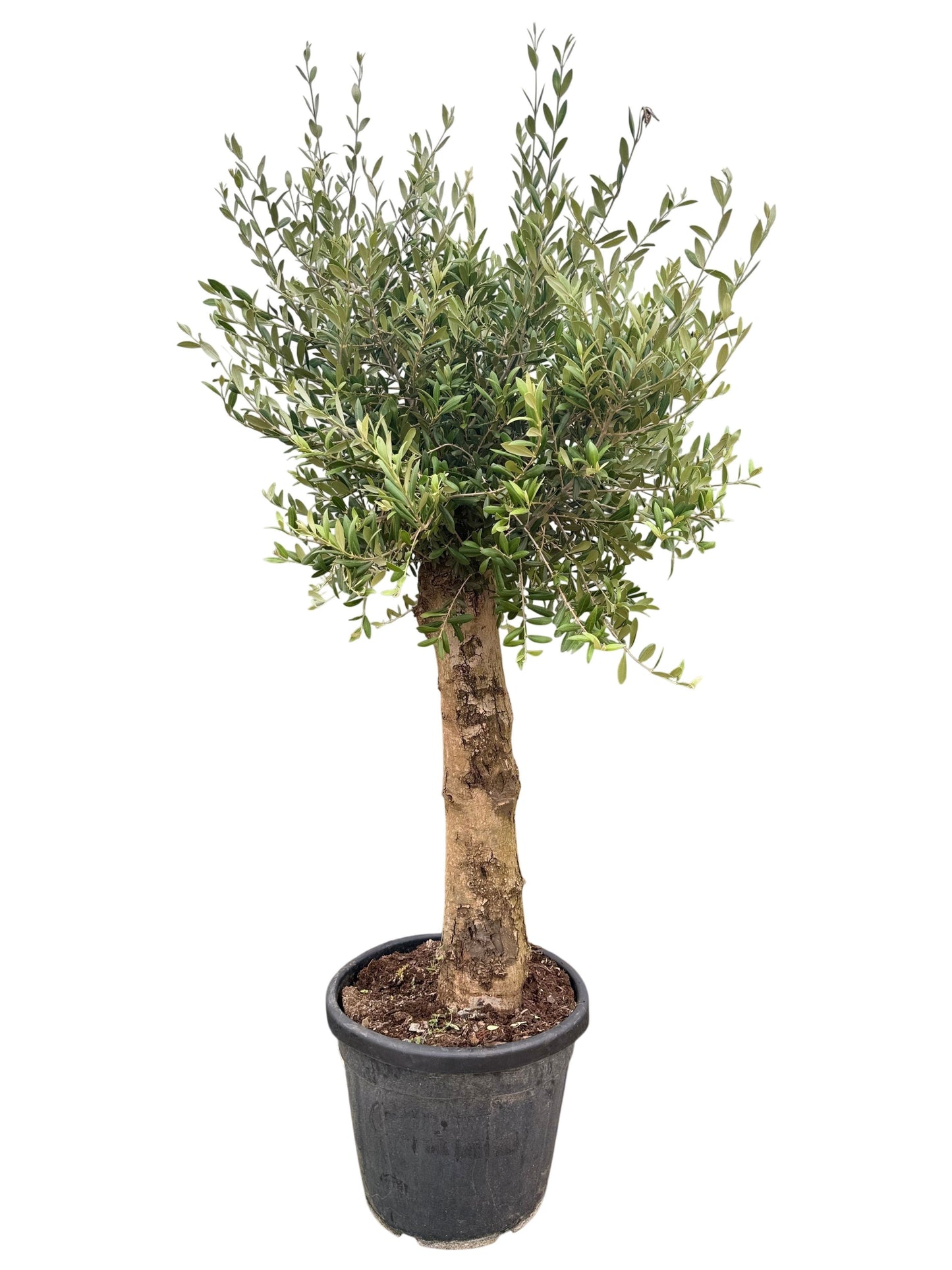 XXL olivovník 25-30 let starý - Olea European standardní strom 160 cm obvod kmene 20 cm