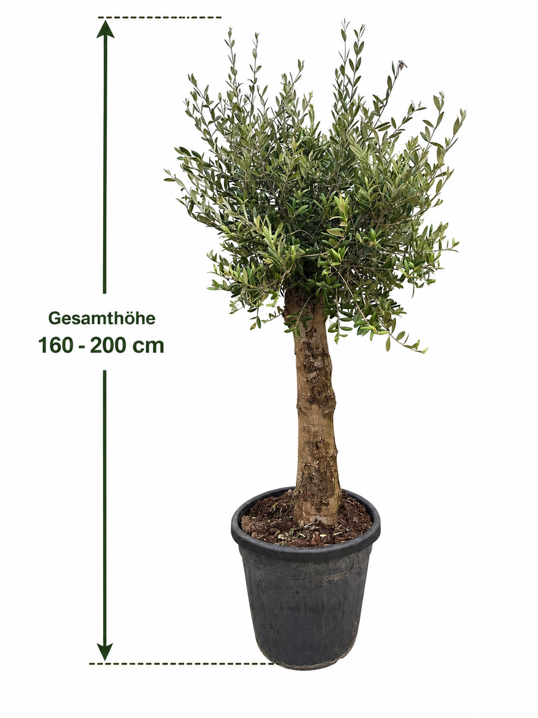 XXL olivovník 25-30 let starý - Olea European standardní strom 160 cm obvod kmene 20 cm
