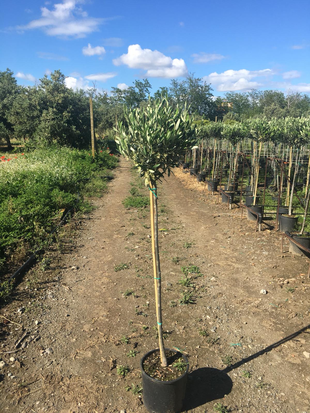 Olivenbaum - Olea Europea winterhart