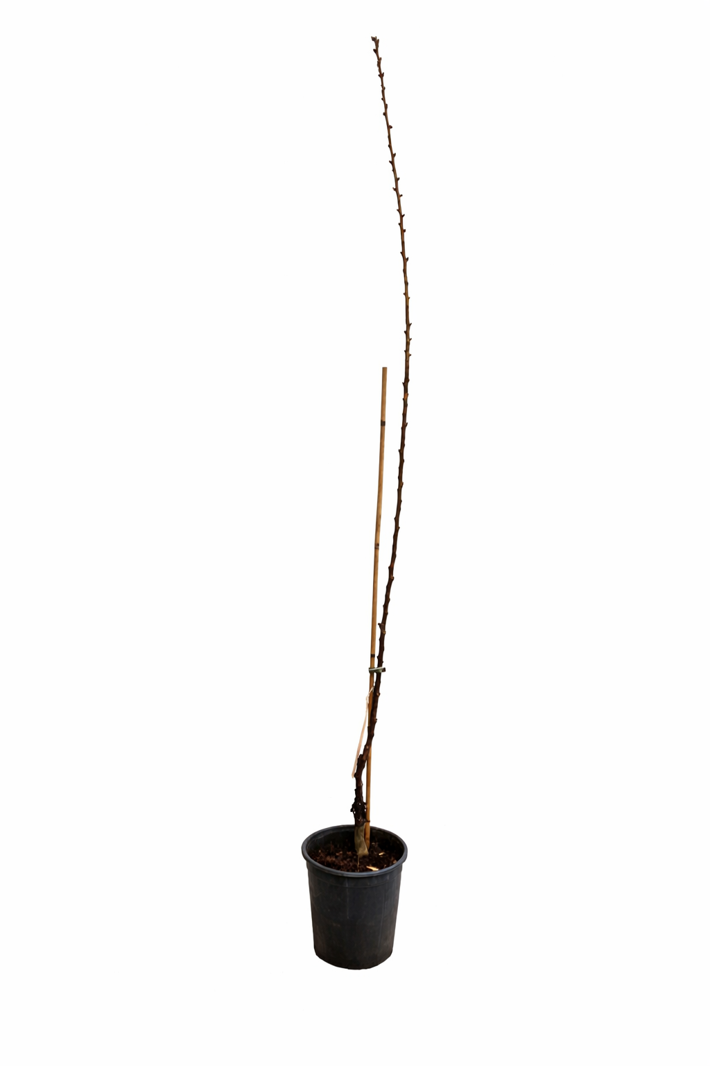 Aprikosenbaum Prunus armeniaca ‘Bulida’ – Winterharte Aprikose / Marille, Obstbaum 100–140 cm