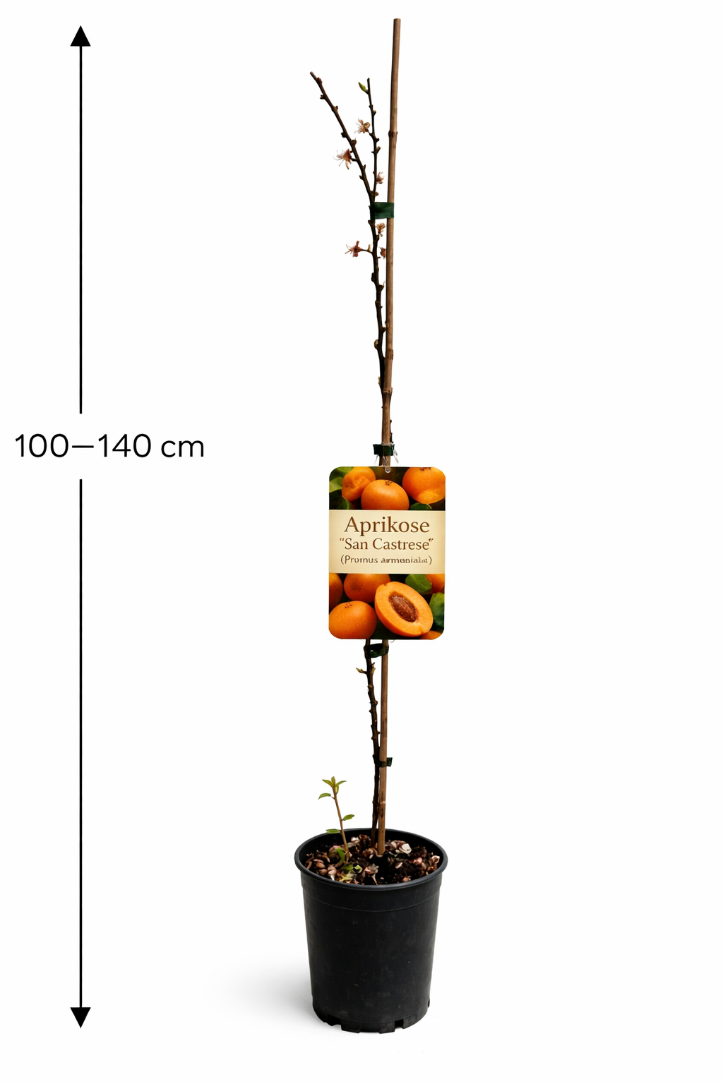 Aprikosenbaum Prunus armeniaca ‘San Castrese’ – robuster Aprikosen-Obstbaum, winterhart, 100–140 cm