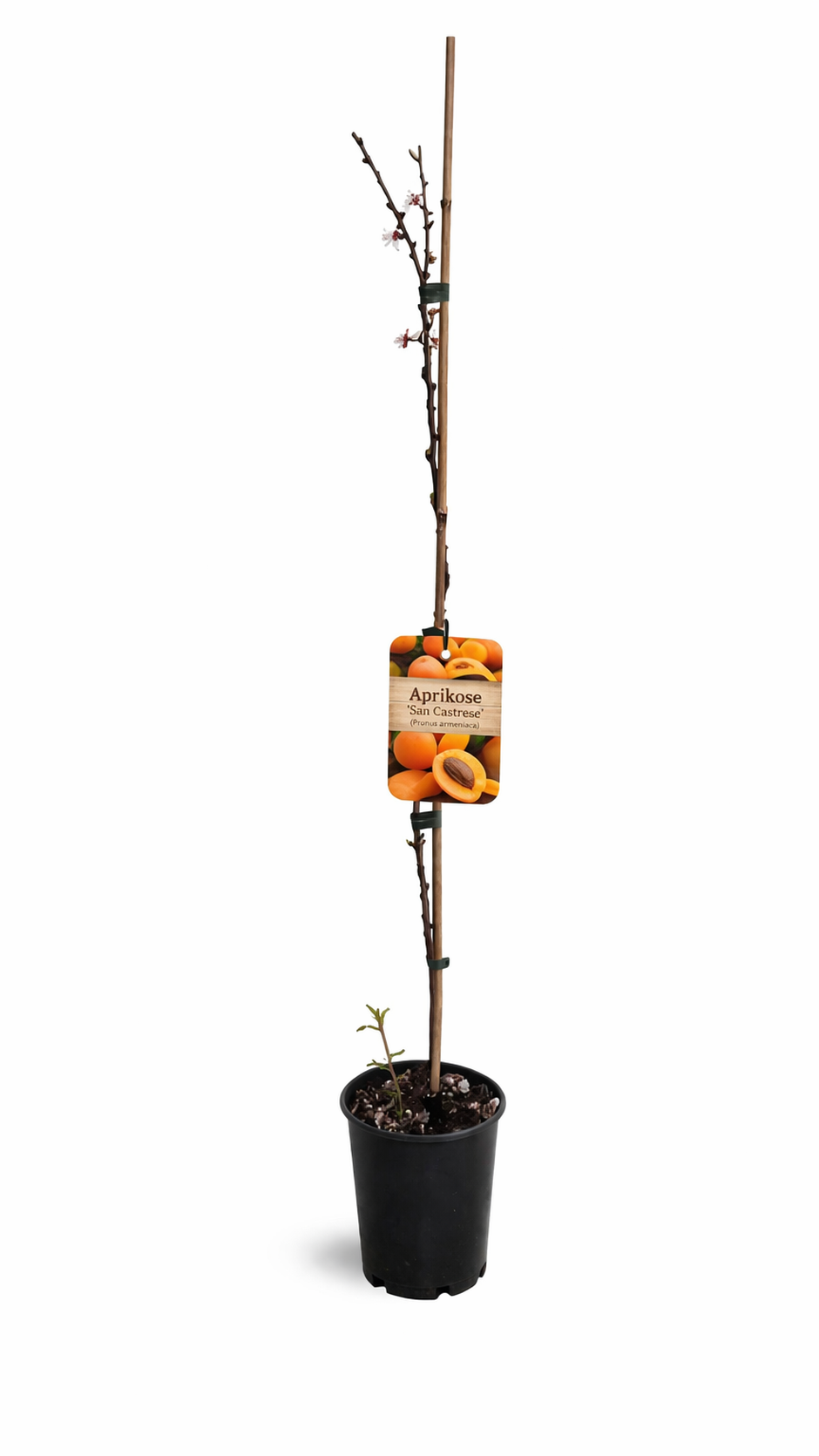 Aprikosenbaum Prunus armeniaca ‘San Castrese’ – robuster Aprikosen-Obstbaum, winterhart, 100–140 cm
