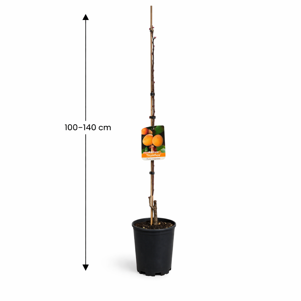 Prunus armeniaca Tirynthos-Aprikose – Aprikosenbaum / Marillenbaum, robuste Sorte – 100–140 cm Gesamthöhe