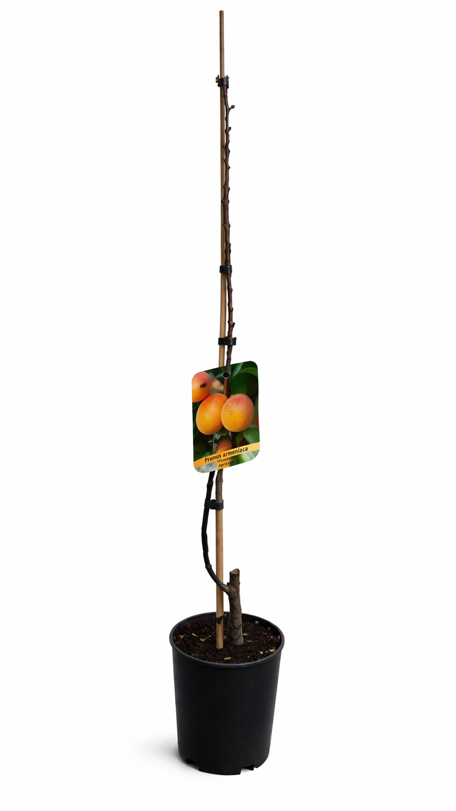 Prunus armeniaca Tirynthos-Aprikose – Aprikosenbaum / Marillenbaum, robuste Sorte – 100–140 cm Gesamthöhe