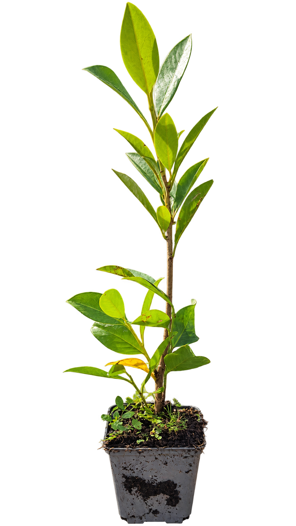 Prunus laurocerasus 'Caucasica' 40-60 cm / P9 – Vavřínovník laurocerasus, nenáročná na péči, stálezelená rostlina s ochranou proti hmyzu a mrazuvzdorná rostlina