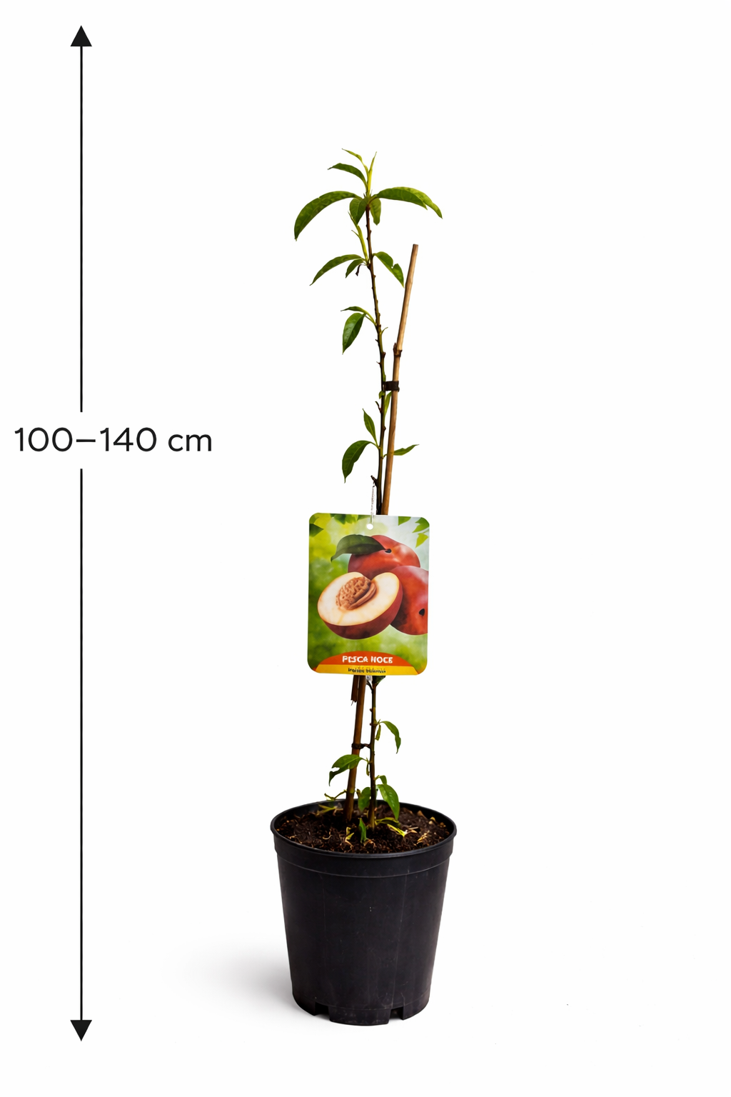 Pfirsichbaum Prunus persica ‘Polpa Bianca’ – Weißfleischiger Pfirsich, 100–140 cm, Obstbaum für Garten & Kübel