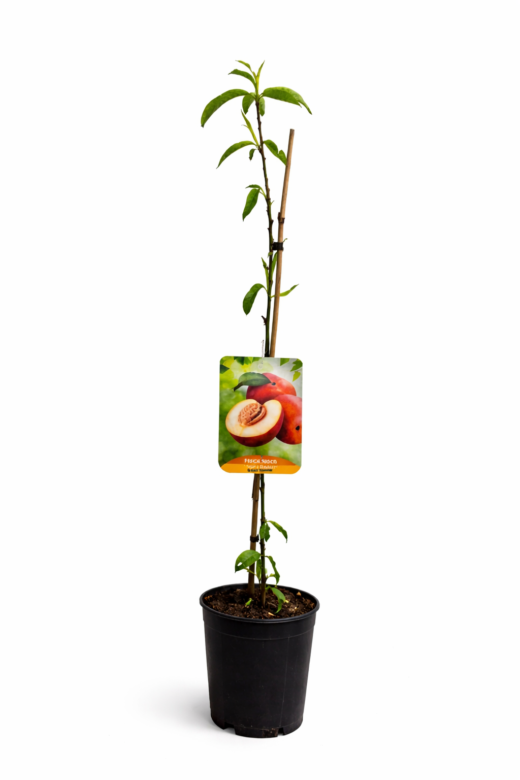 Pfirsichbaum Prunus persica ‘Polpa Bianca’ – Weißfleischiger Pfirsich, 100–140 cm, Obstbaum für Garten & Kübel