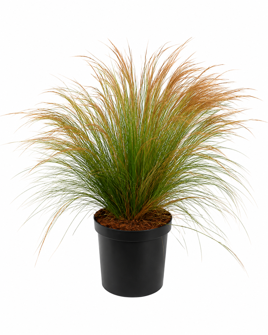 Křehká pírovka Stipa tenuissima Ponytails 20-30 cm - Travy - Okrasné trávy - Mrazuvzdorné - Trvalky