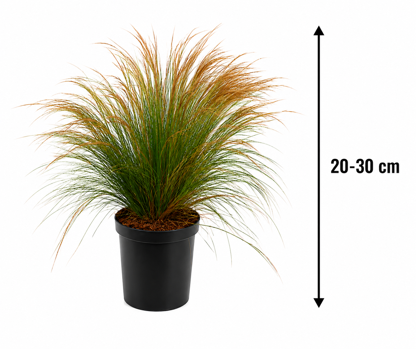 Křehká pírovka Stipa tenuissima Ponytails 20-30 cm - Travy - Okrasné trávy - Mrazuvzdorné - Trvalky