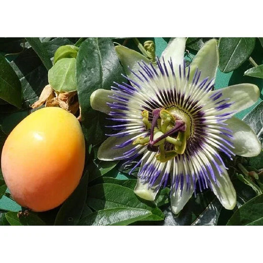 Passiflora edulis  180-200 cm Passionsfrucht Maracuja starkwachsende Kletterpflanze mit immergrünem Laub