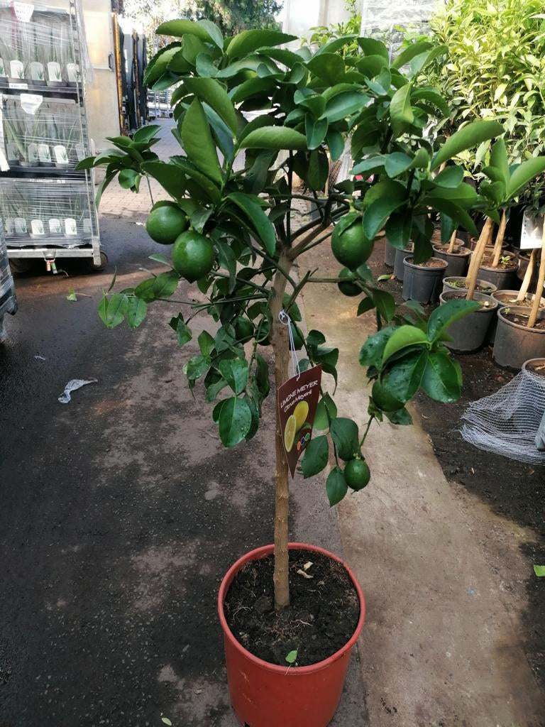 Zitronenbaum Meyer -Lisa- 120-140 cm mit kleinen Früchten kräftiger Stamm Citrus Meyer Lemon