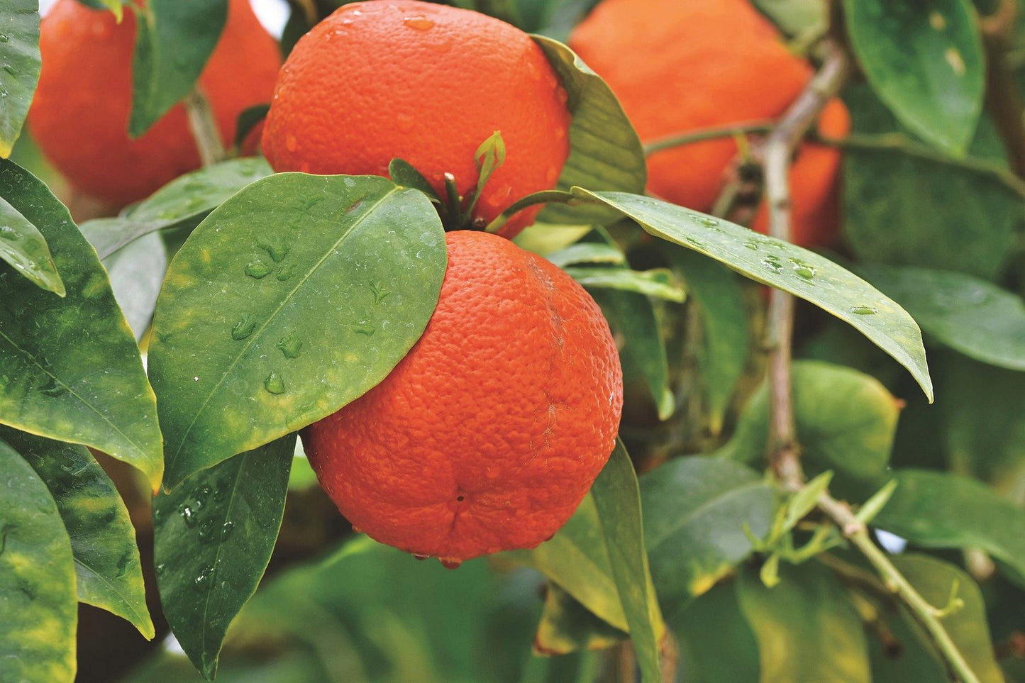 Mandarinenbäumchen  Citrus reticulata - Mandarine (Pflanze)
