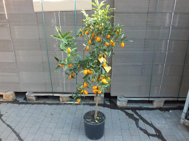 Kumquat mit Frucht 130-160 cm Fortunella margarita Citrus Zitrus Zitruspflanze