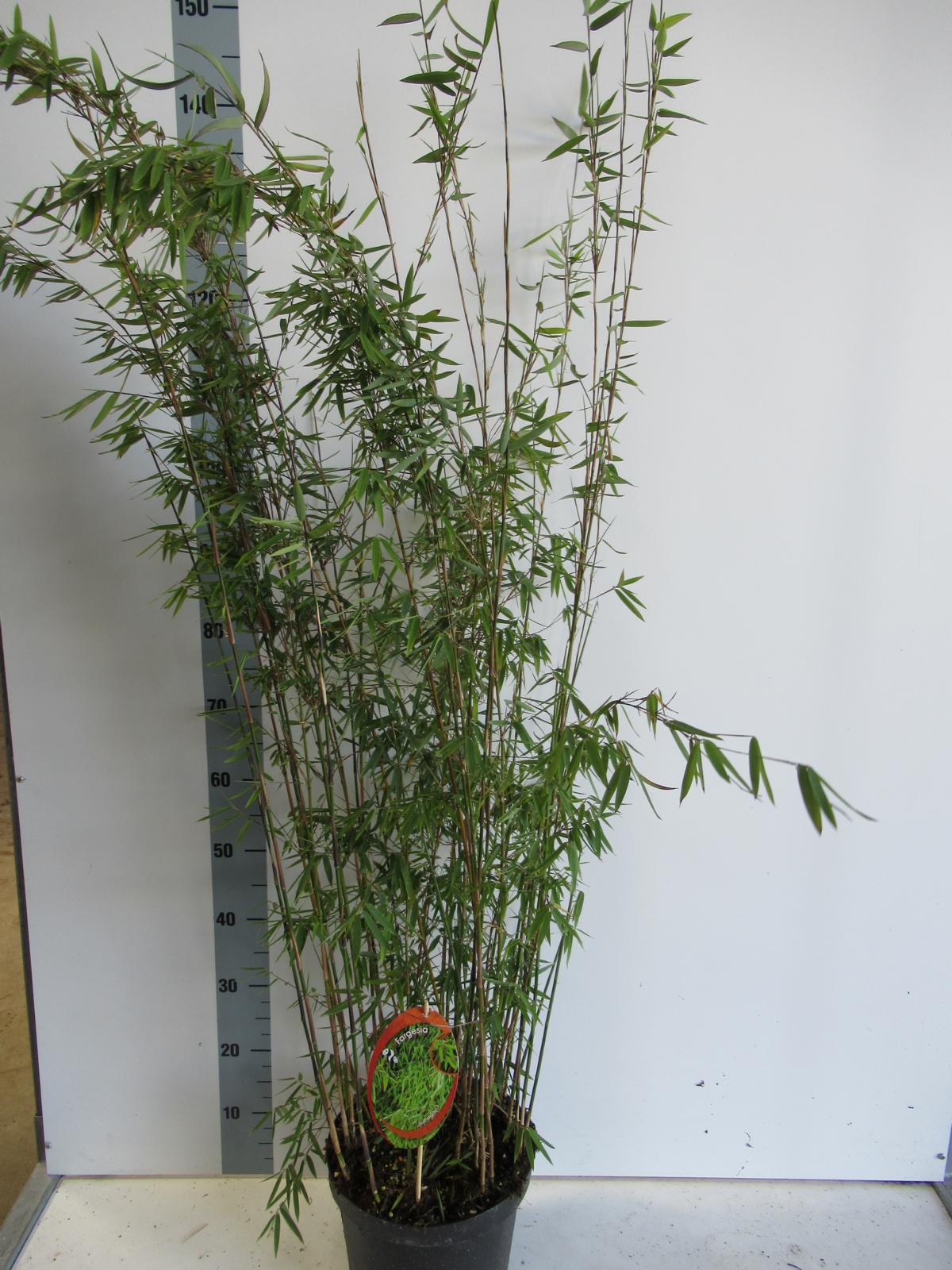 Fargesia jiuzhaigou 1 - Jade Bambus - Roter Bambus