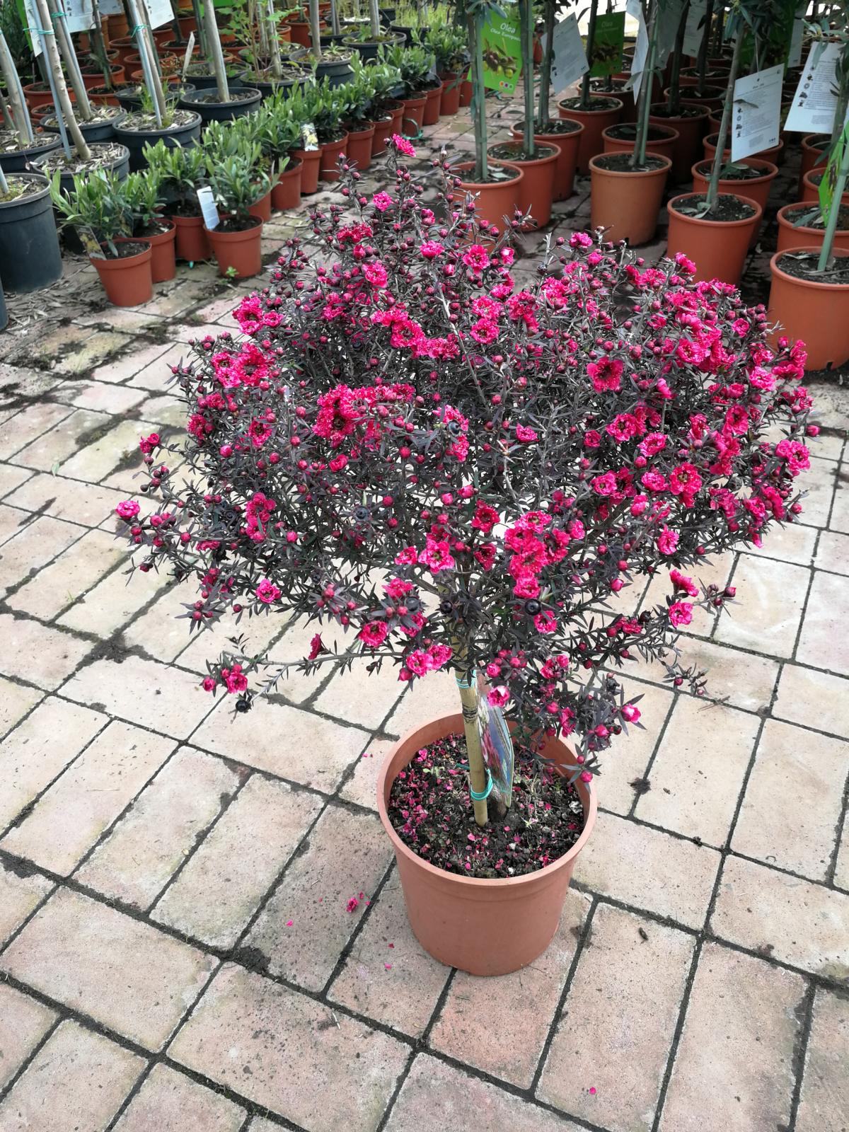 Südseemyrte 60-70 cm rot Stämmchen Leptospermum scoparium - Manuka