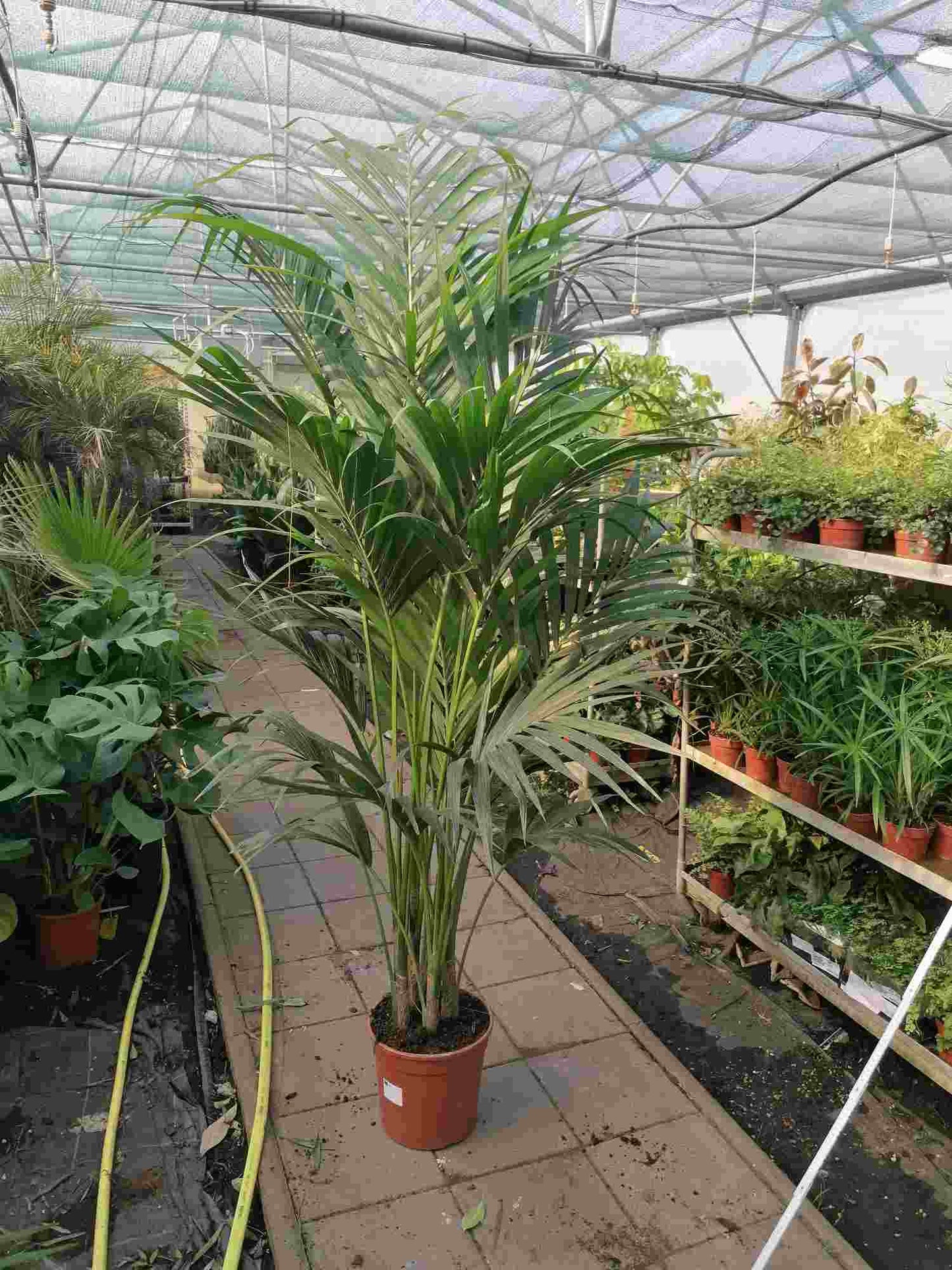 XXL Kentia Palme 200-250 cm 7-10 Pflanzen pro Topf - Howea forsterian - Zimmerpalme