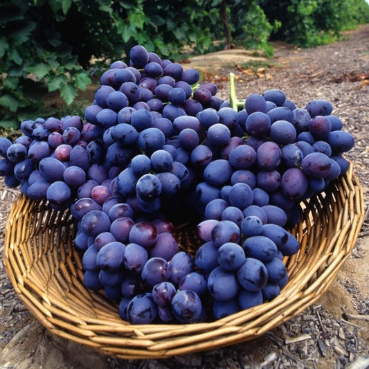 Weinrebe Vitis vinifera Autumn Royal 180-200 cm Tafeltraube - schwarze, spätreifende Traube ohne Kerne