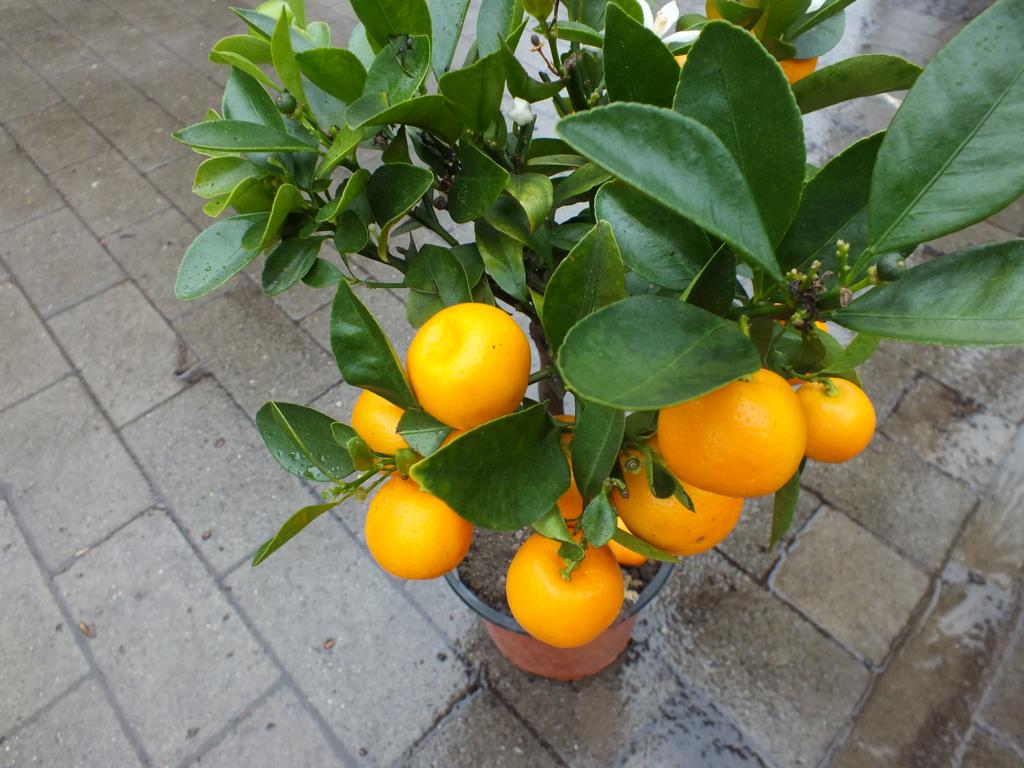 Calamondin Stamm Orange Citrus Mitis 40-50 cm Orangenbaum Calamondino