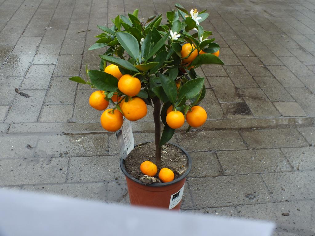 Calamondin Stamm Orange Citrus Mitis 40-50 cm Orangenbaum Calamondino