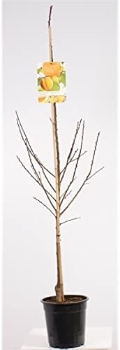 Säulen-Aprikosen 80-100 cm / Topf 2 Liter Aprikosenbaum Prunus armeniaca