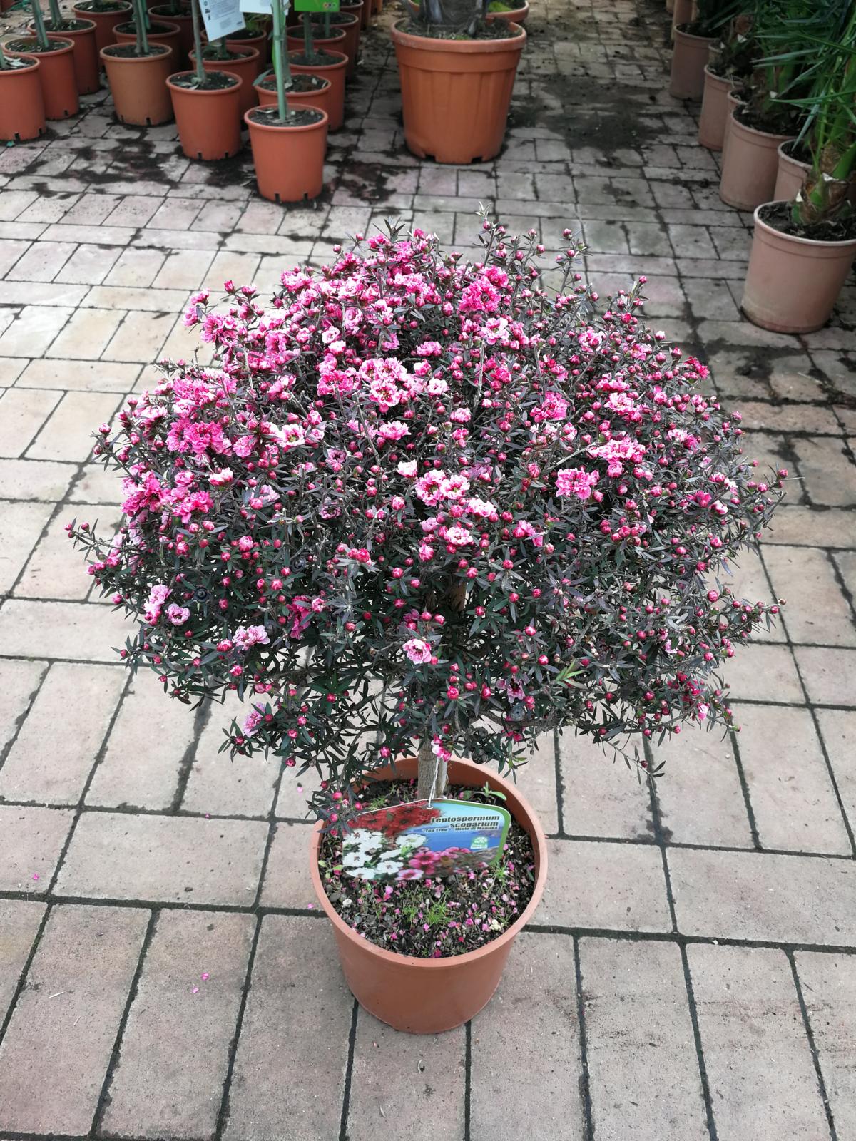 Südseemyrte 60-70 cm rosa Stämmchen Leptospermum scoparium - Manuka