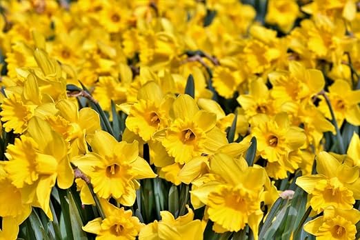 100 Stück Narcis Gelb Blumenzwiebeln - winterharter Pflanzen für Garten und Balkon -mehrjährig - für Topf und Beet