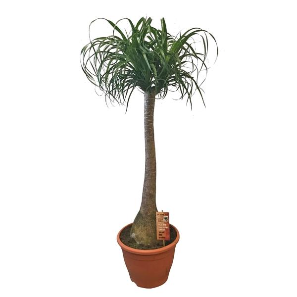 Elefantenfuß ANGEBOT 100-130 cm  Beaucarnea recurvata Flaschenbaum Wasserpalme Zimmerpflanze