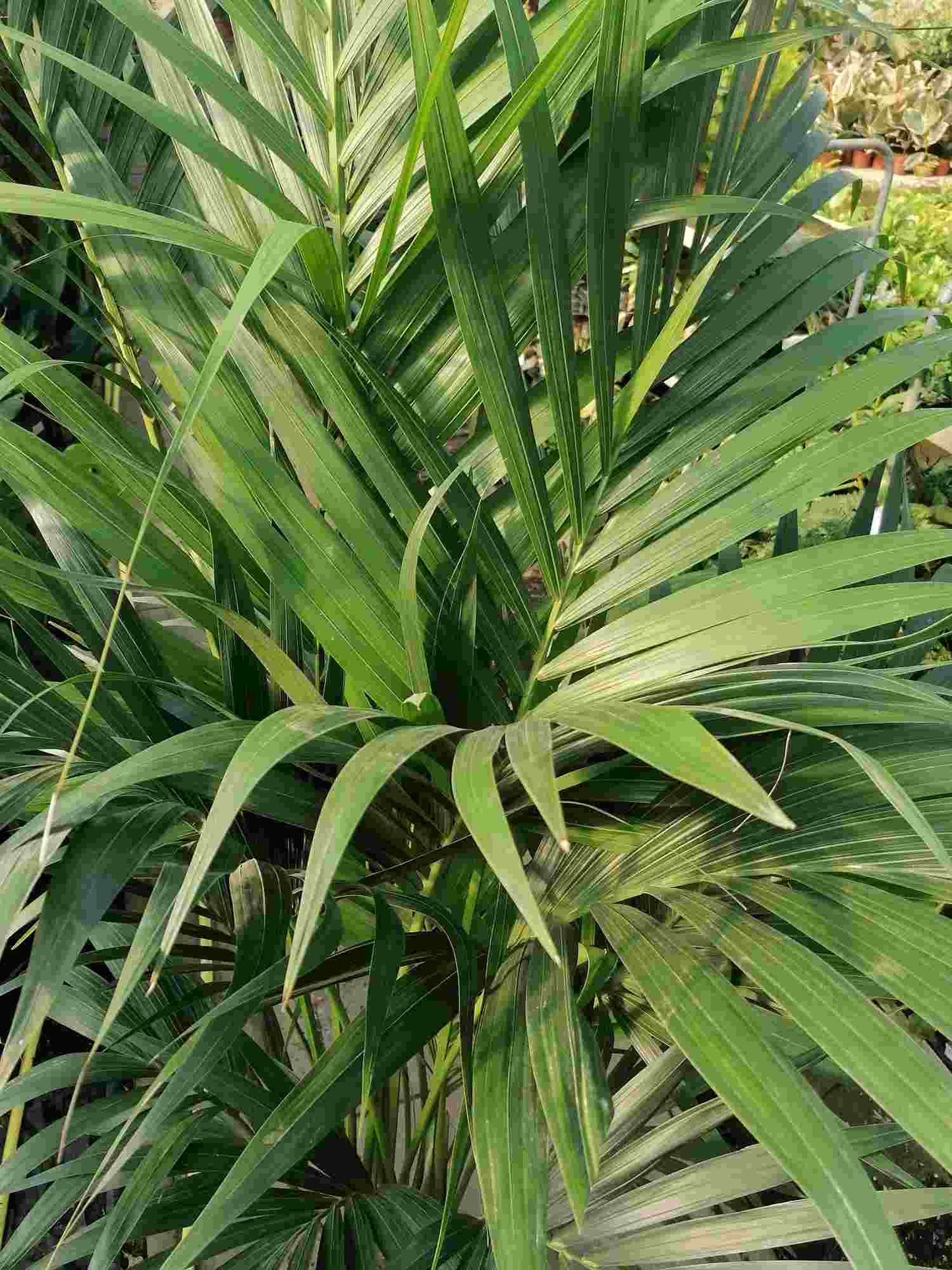 XXL Kentia Palme 200-250 cm 7-10 Pflanzen pro Topf - Howea forsterian - Zimmerpalme