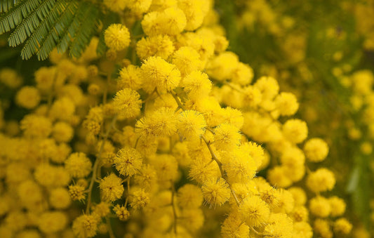 Mimosa dealbata Gaulois - gelbe Mimose - Wintermimose 'Gaulois'