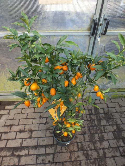 Kumquat mit Frucht 130-160 cm Fortunella margarita Citrus Zitrus Zitruspflanze