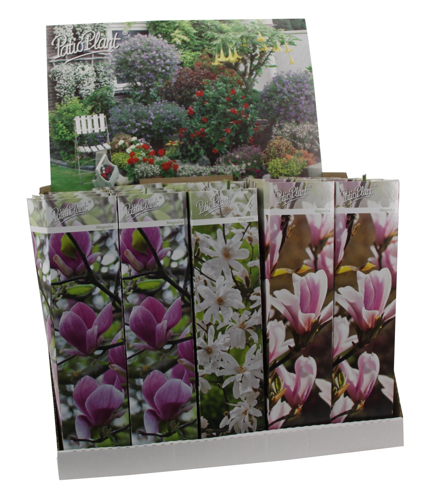 3 x Magnolien 30-40 cm 'Soulangeana', 'Susan' und 'Stellata' -Gartenpflanzen - Winterhart