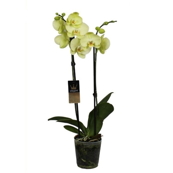 Phalaenopsis 50 cm 2 Triebe - Orchideen - Topforchidee