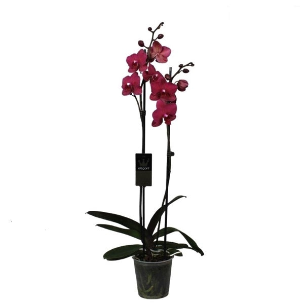 Phalaenopsis 50 cm 2 Triebe - Orchideen - Topforchidee