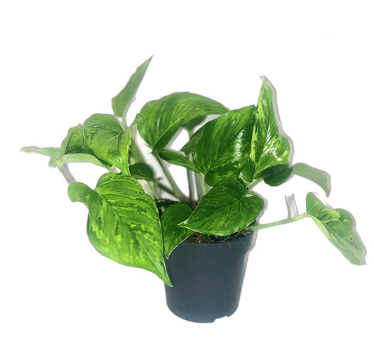 Epipremnum Marble Green - Efeutute opf Ø 12 / Höhe ca. 20 cm Rankpflanze Pflegeleicht Hängepflanze Zimmerpflanze