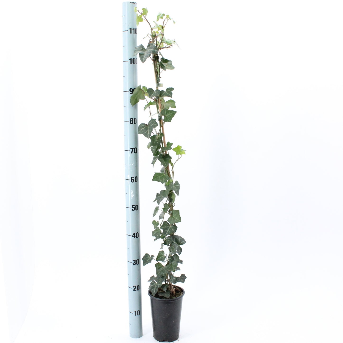 10 x Efeu 100-140 cm Hedera Hibernica 10 immergrüne echte Kletterpflanzen für eine 3 Meter 100% Sichtschutz Hecke Blickdicht Kletterpflanzen
