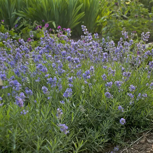 Garten-Lavendel 'Blue Cushion'® 0,5 L Topf- Lavandula angustifolia