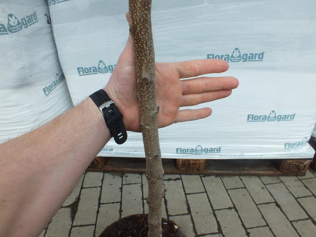 Aprikose 170 -200 cm Prunus armeniaca Currot - Aprikosenbaum - Obst