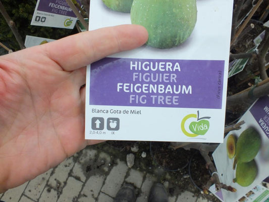 Feigenbaum- Ficus carica Gota de Miel ca 100 cm kräftiger Stamm - echte Feige - Winterhart Obstbaum