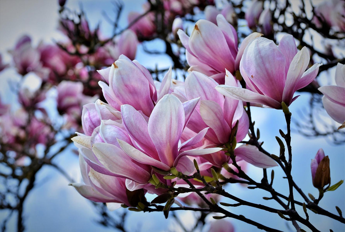 Magnolia - Magnolien - Tulpenmagnolie - Tulpenbaum - Gehölz
