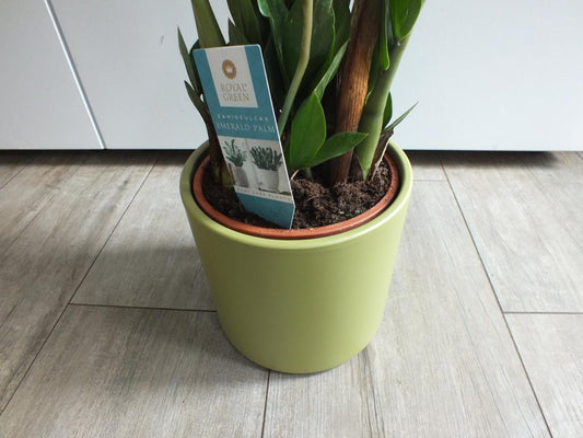 Zamioculcas včetně keramický květináč cca. 80 cm pokojová rostlina Zamiifolia Zanzibar Lucky Bamboo