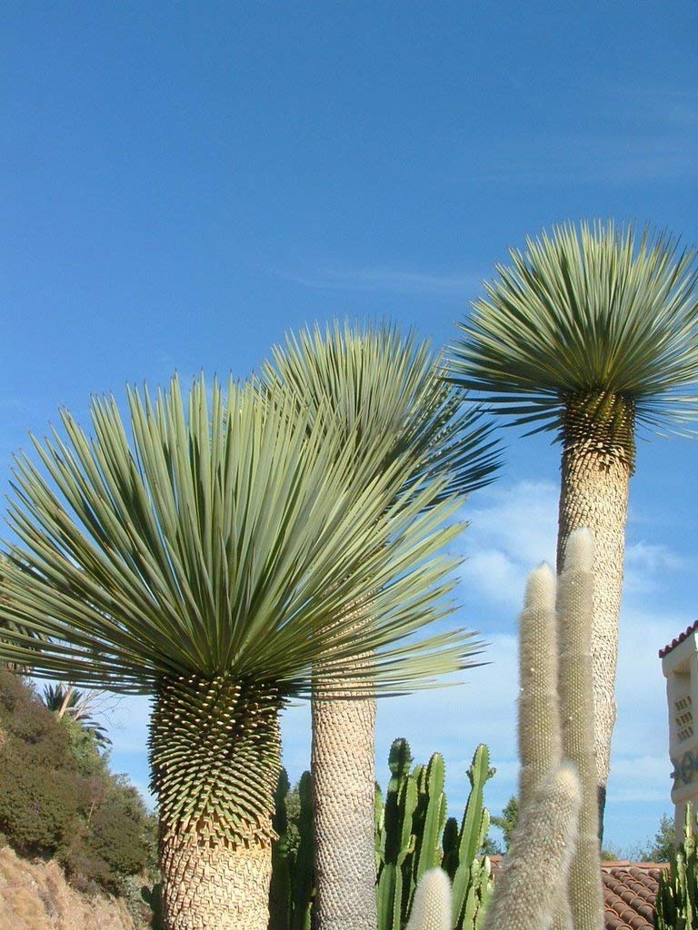 Yucca rostrata Winterhart Pflanze im Topf bis -20°C